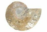 Cut & Polished Ammonite Fossil (Half) - Madagascar #223148-1